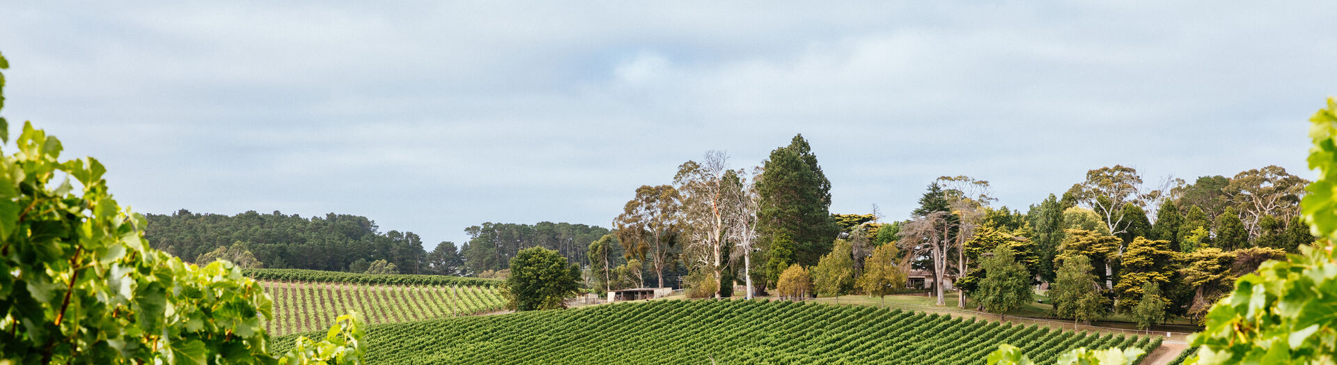 Shaw+Smith, South Australia